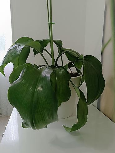 green leaf: Эухарис (амазонская лилия) в горшке - Декоративно-цветущее комнатное — 1