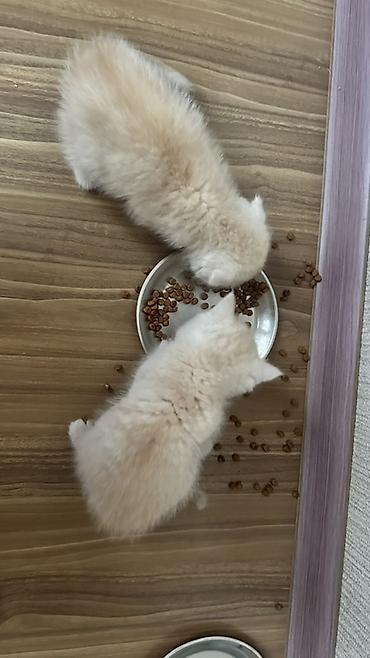 скоттиш фолд кот: Кошка даром: Скотиш Фолд (Шотландская вислоухая), 2 месяца, Мальчик — 4