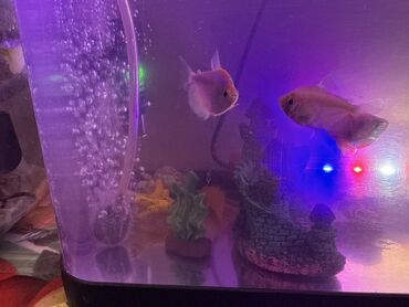 Akvariumlar: LED işıqlı akvarium seti - Şəffaf plastik gövdəli, qapaqlı akvarium - — 4