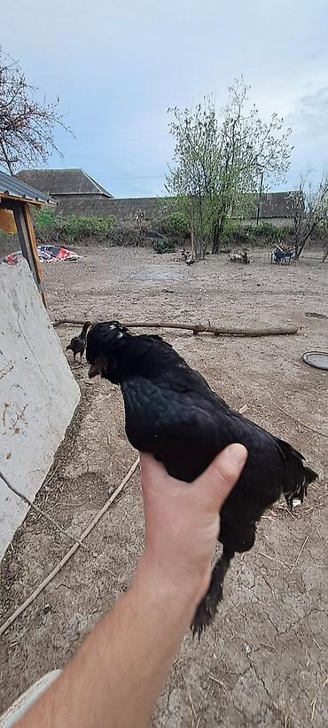 Toyuqlar: Toyuq, Damazlıq — 6