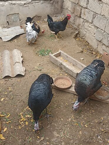 Hinduşka: Dişi, Damazlıq -da lalafo.az — 2 Hinduşka: Dişi, Damazlıq — 2