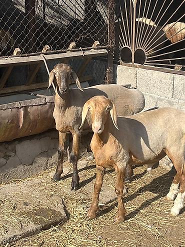 барана: Продаю | Ягненок, Баран (самец) — 7