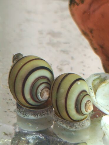 Аквариумы: Аквариумные улитки «Спикси“» - Вид: пресноводные улитки спикси с — 4