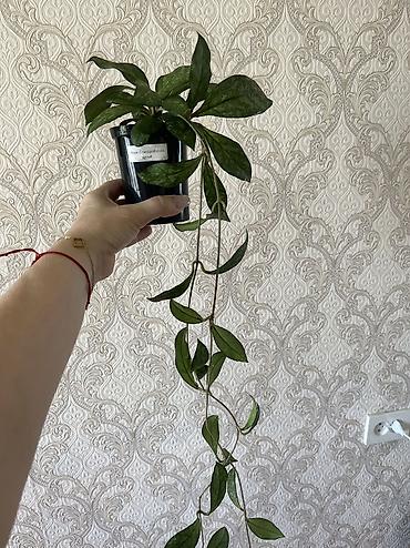 лоп: Филодендрон, 300 сом. Хойя Крассипетиолата сплеш, 450 сом. разумный — 5