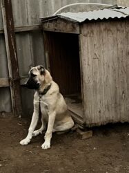 İtlər: Çoban iti 5 aylıq dişi 350 azn 055 662 05 16 bu nömreye yazın — 2