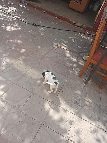 bull terrier satilir: Zvanokdi 2 ayı olmuyub hələ iynəsi vurulub qurd dərmanı attırılıb — 3