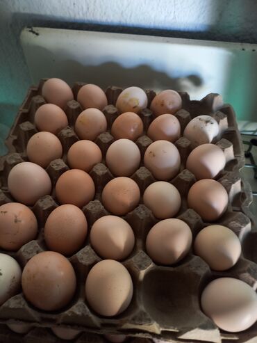 продаю инкубационное яйцо: Продаю | Инкубационные яйца | Брама | Несушки