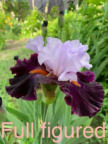 Другие садовые цветы и кустарники: Сортовые ирисы.
От 350 до 500 сом — 12