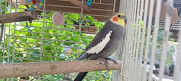 tutuquşlar: Nimfa (Cockatiel) – boz-ağ rəngli, sarı lələklı qaşqa və narıncı — 4