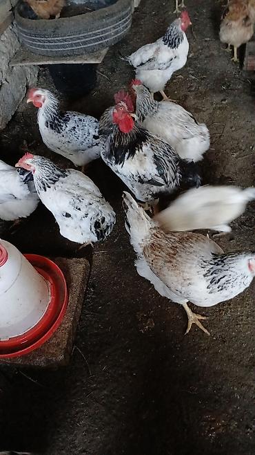 donuz satisi: Toyuq, Yumurtalıq — 1