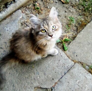 котёнок в добрые руки: Отдам котят в добрые руки