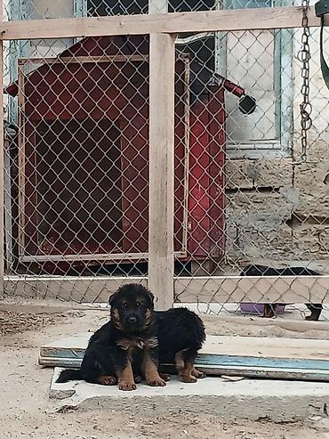 itlər bala: Alman çoban iti, 2 ay, Ödənişli çatdırılma — 1