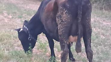 husky satisi: İkinci qarına doğub beş günlük süni mayalanmadan olan balası yanında — 4