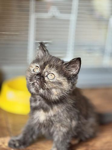 ragdoll: Dişi, Erkək, Yaxşı əllərə, Ödənişli çatdırılma, Ünvandan götürmə — 8