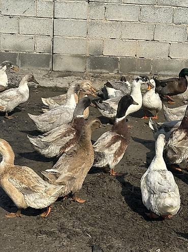 Другие животные: Утки молодые крупные 
Домашние — 7