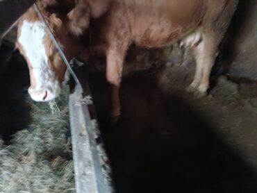 Коровы, быки: Продаю | Корова (самка) | Для молока | Привязанные at lalafo.kg — 4 Коровы, быки: Продаю | Корова (самка) | Для молока | Привязанные — 4