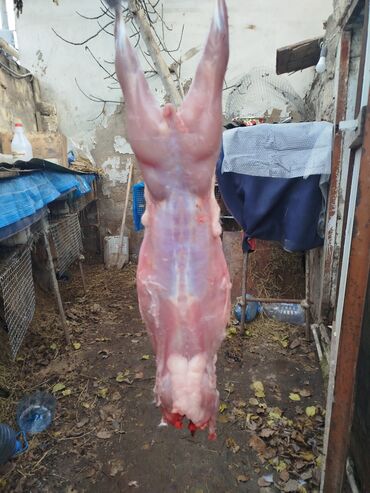 Ət: Salam temiz kaliforniya sortu🐇 dovsha eti isdeyen — 11