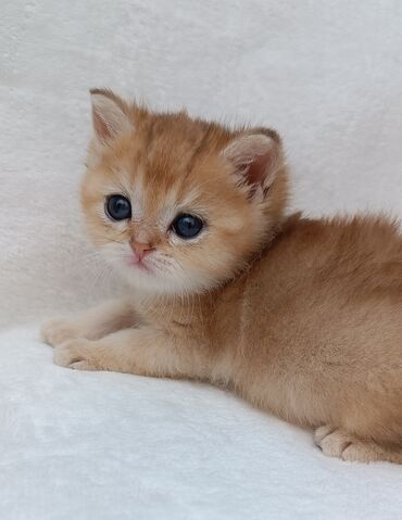 Коты: Питомник шотландских кошек предлагает к предварительному резерву