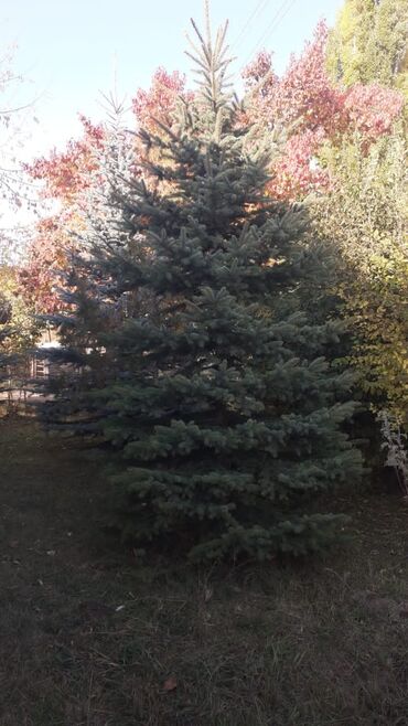 Декоративные деревья: Саженцы деревьев: Ели — 5