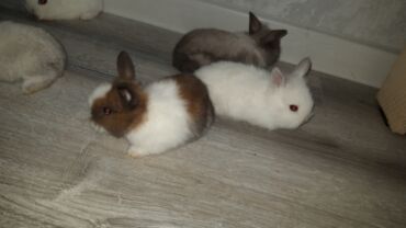 Dovşanlar: Temiz qan xirda sort karlik balalari demey olarki her renqde var -da lalafo.az — 9 Dovşanlar: Temiz qan xirda sort karlik balalari demey olarki her renqde var — 9