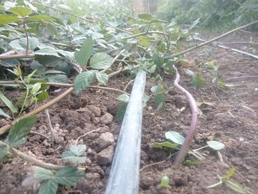уголь каракече бешсары шабыркуль каражыра доставка бишкек купить: Саженцы : Ежевика, Самовывоз, Платная доставка
