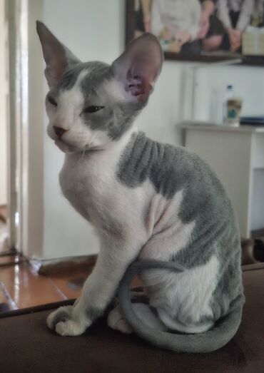 котенок в добрые руки: Сфинкс, 3 месяца, Мальчик