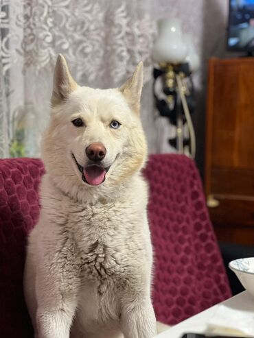 сколько стоит щенок породы хаски: Отдадим собаку по кличке Цезарь (5 лет) Отдаем в связи с переездом