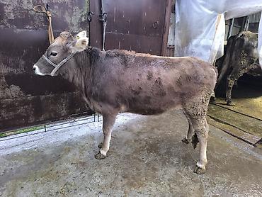 Коровы, быки: Продаю | Бык (самец) | Швицкая | На откорм | Племенные — 8