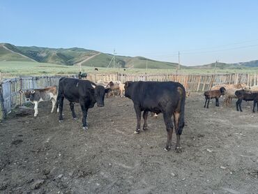 коровы молочный: Продаю | Бык (самец) | Алатауская | На забой | Привязанные