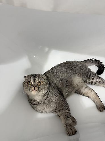 скотиш фолд ош: Кошка даром: Скотиш Фолд (Шотландская вислоухая), 3 года, Девочка, Кастрирована, Приучена к лотку, Проглистована — 4