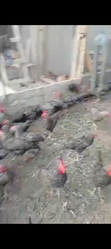 Inəklər, öküzlər: Bu toyuqlar hər növ ev təsərrüfatı üçün uyğundur. Onlar sağlam və hər