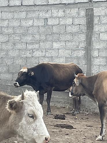 продажа собак бишкек: Продаю | Корова (самка) | Для молока | Племенные — 5