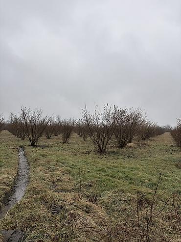Torpaq sahələrinin satışı: Kənd təsərrüfatı, Kupça (Çıxarış) -da lalafo.az — 12 Torpaq sahələrinin satışı: Kənd təsərrüfatı, Kupça (Çıxarış) — 12