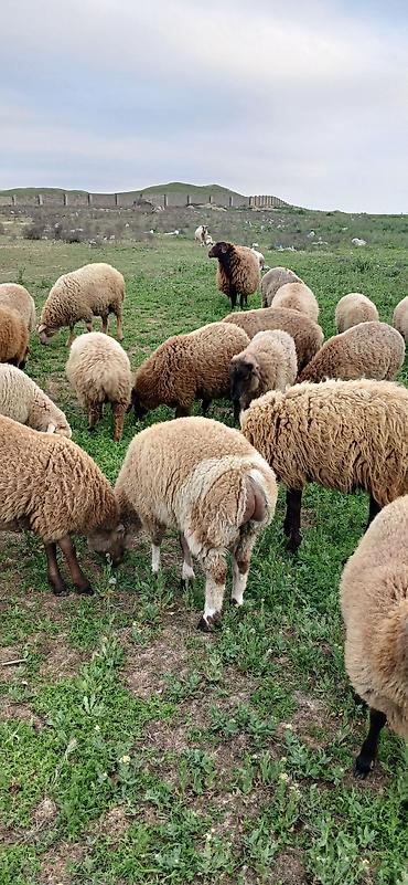 Qoyunlar, qoçlar: Erkək, il: 5, 30 kq, Ətlik, Ödənişli çatdırılma — 6