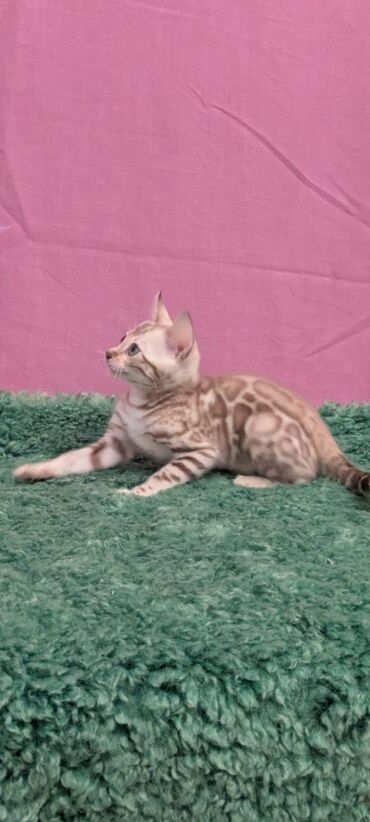 Продажа кошек: Бенгальская, 1 месяц, Девочка, Белый, Кастрирована, Приучена к лотку, Проглистована — 14