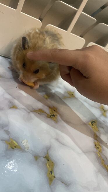 Xamyak hemster 3 eded her biseyile birlikde