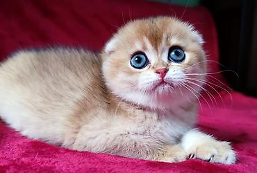 Продажа кошек: Скотиш Фолд (Шотландская вислоухая), 2 месяца, Мальчик, Золотая шиншилла — 11