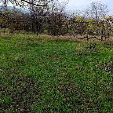 Torpaq sahələrinin satışı: 24 sot, Kənd təsərrüfatı -da lalafo.az — 3 Torpaq sahələrinin satışı: 24 sot, Kənd təsərrüfatı — 3