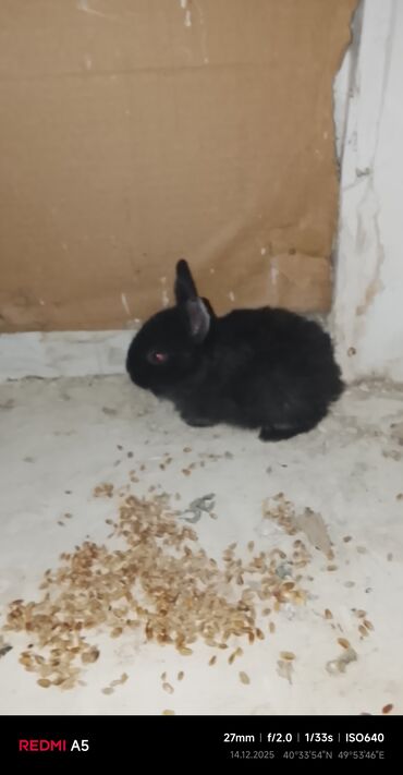 Gəmiricilər: Salam dovşan balaları satılır. Sevdiklərinizi yeni ilde sevindirmək — 11