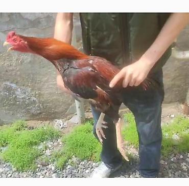 heyrati feresi: Xoruz, Heyratı, il: 1, Ünvandan götürmə — 1