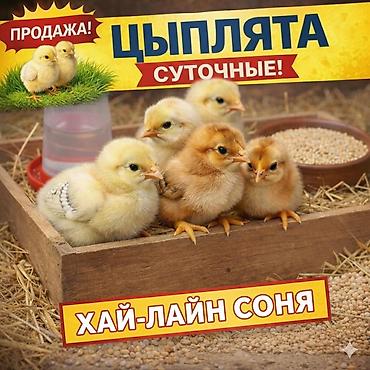 С/х животные и товары: Продаю | Цыплята | Хай-Лайн Соня Грей | Несушки — 1