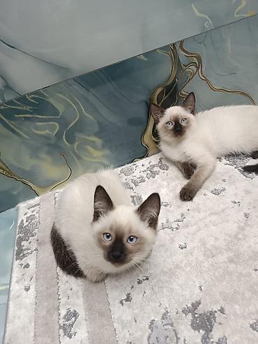 Pişiklər: Siam, Erkək, Dişi, Yaxşı əllərə, Ünvandan götürmə, Pulsuz çatdırılma, Ödənişli çatdırılma — 3