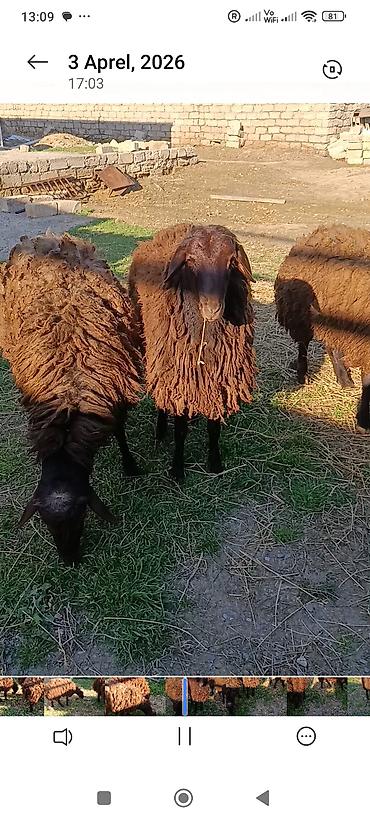 qoyun satişi: Satılır.Temiz yerli cins quzular qoçluq 3 biryerdə 2100 manat — 1