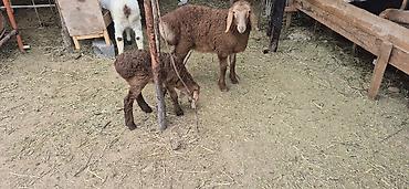 Баран, овца: Продаю | Овца (самка), Ягненок, Баран (самец) — 12