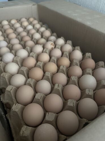 Молочные продукты и яйца: Продаю Яйца оптом ! 7-8 коробок в неделю . Размеры (C2) 45-50 гр —