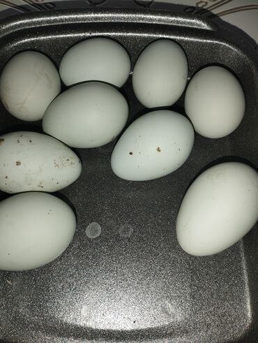 Птицы: Продаю инкубационный яйца Амераукана