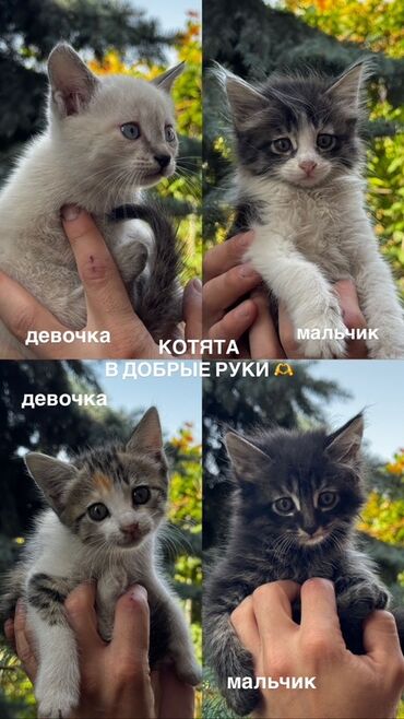 объявление щенки в добрые руки: Породасыз, 2 айлык, Эркек, Аргын, Лотокко барууга үйрөтүлгөн, Курттардан тазаланган