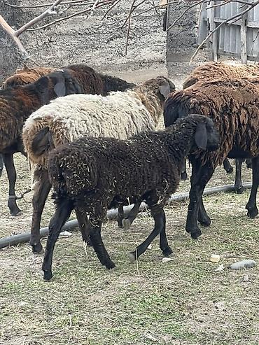 курица джерси: Продаю | Ягненок | Для разведения — 3
