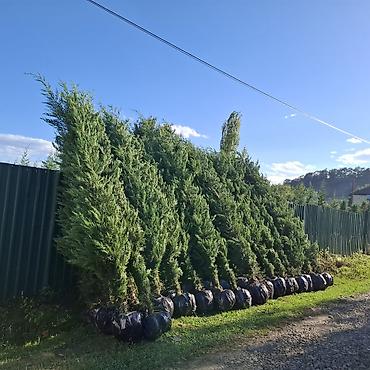 Саженцы растений: Hündür ətli leyland sipresi (Leyland cypress) fidanları - Hündürlük — 1
