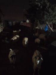 Keçi, çəpiş: Məhsul: Qoyun-keçi təsərrüfatı üçün keçilər Təsvir: - Şəkillərdə uzun — 10